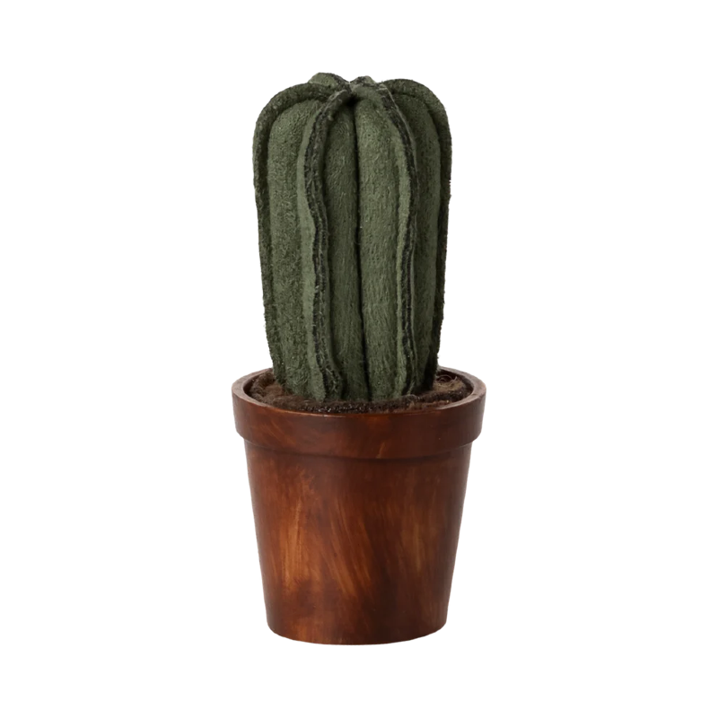 Cactus dans son pot