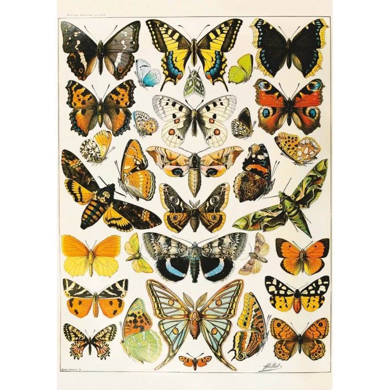 Puzzle Millot - Papillons